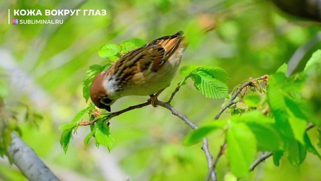 Омоложение Кожи Вокруг Глаз*Избавление от Отёков, Мешков, Пятен, Мимических Морщин*Саблиминал. смотреть онлайн