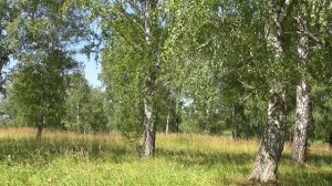 Берёзы в поле. 05