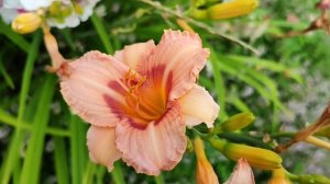 Цветочное лето  на даче.