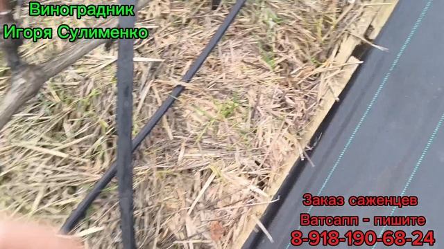 Обрезка, уборка и заготовка лозы на хранение. смотреть онлайн