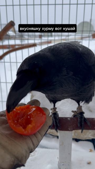 Сладкий обед смотреть онлайн