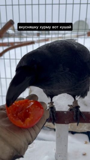 Сладкий обед