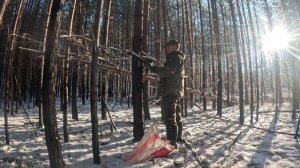 Установка капканов на Соболя 🦝