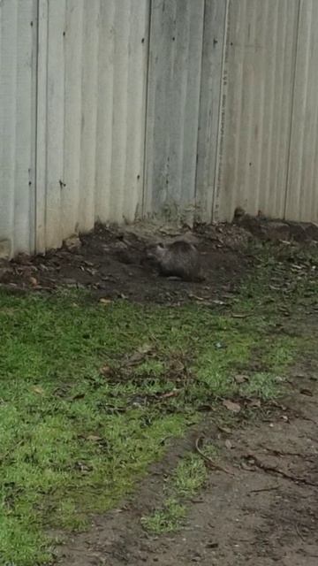 Кого только не встретишь по дороге на работу! 6 декабря 2025 г. смотреть онлайн