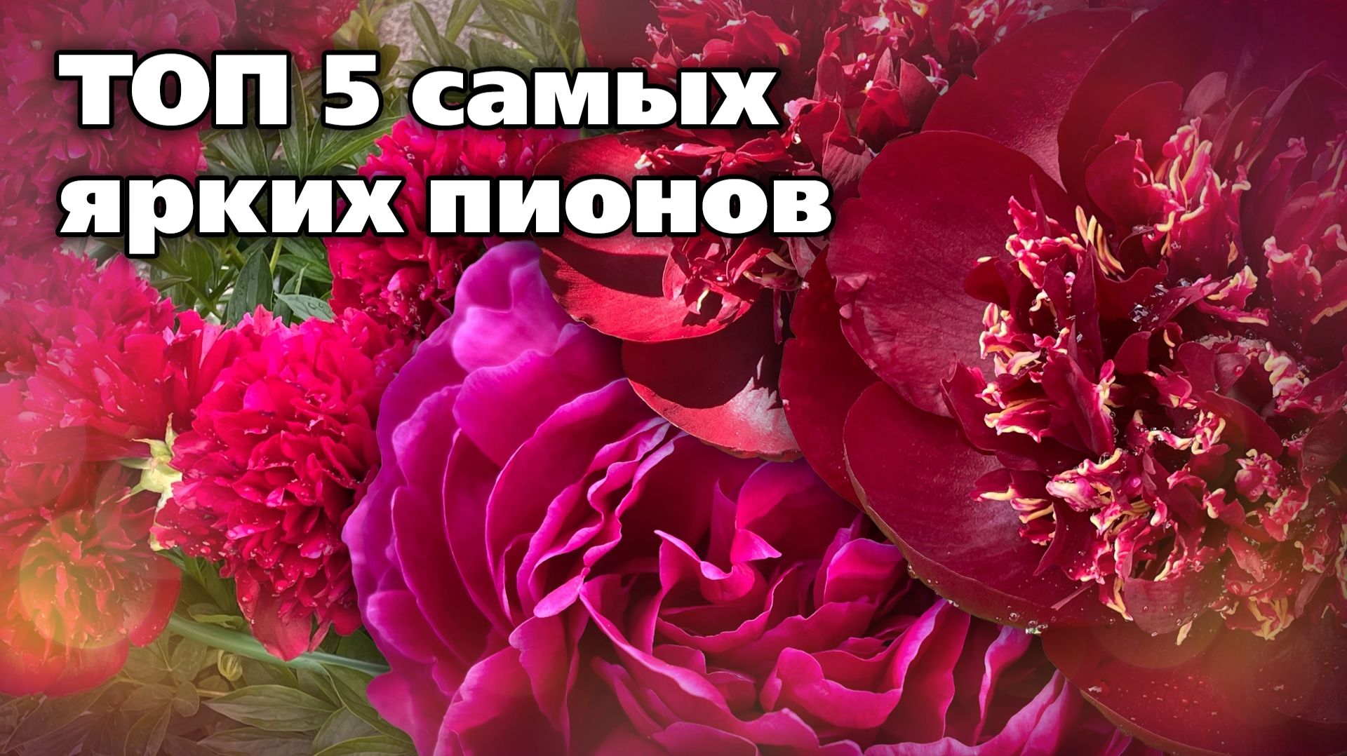 Яркие сорта пионов для вашего сада. Невероятная красота смотреть онлайн