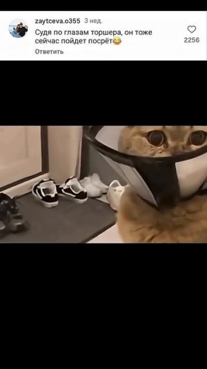 Кот Торшер