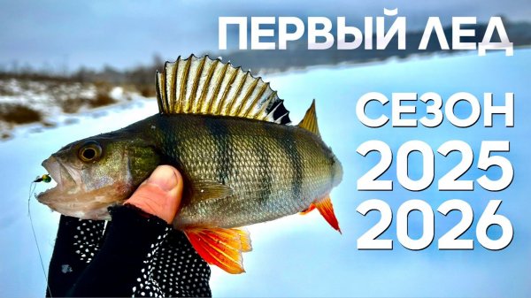 Рыбалка по первому льду 2025-2026!!! Окунь на БЕЗМОТЫЛКУ это рыбалка!!!