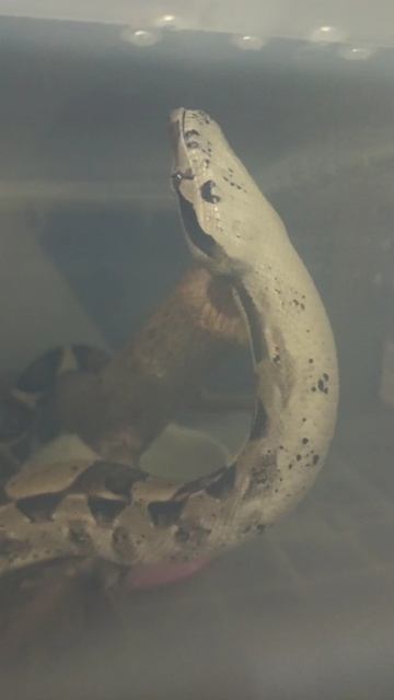 Удав Ноника зевнула! 6 декабря 2025 г. смотреть онлайн