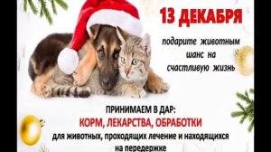 В Туапсе 13.12.2025 пройдет выставка-пристройство бездомных животных.