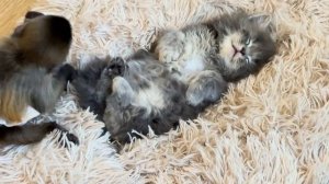 Это СМЕШНО, неимоверно! Котенок Мона спит, а капуцин Финик ее достает, ему хочется поиграть)))