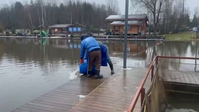 Запуск форели смотреть онлайн