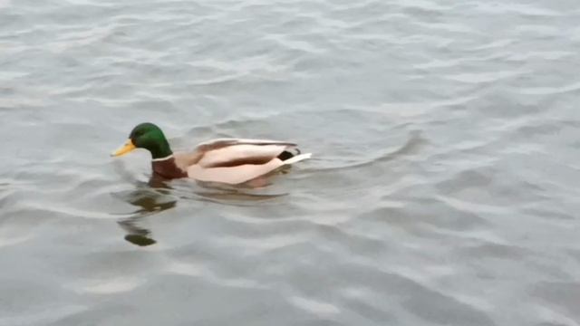 #уточки наши плавают в мы их кормим смотреть онлайн