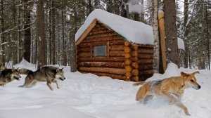 СПАС ЕГО ОТ ВОЛКОВ! ПОХОД В ТАЙГУ, ПОСЛЕ ЭТОГО ИЗБА ПРЕОБРАЗИЛАСЬ.