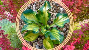 Скорость роста и проявления сортовых признаков у барбарисов и хост в нашем саду.