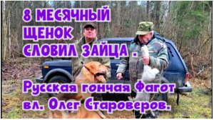 8 МЕСЯЧНЫЙ ЩЕНОК СЛОВИЛ ЗАЙЦА .Русская гончая Фагот вл. Олег Староверов#охотасгончей #топ #hunting