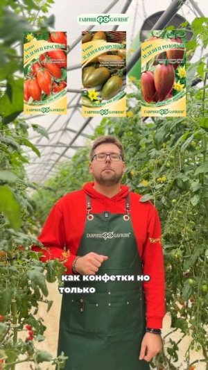 ТОМАТЫ НА 2026 ГОД