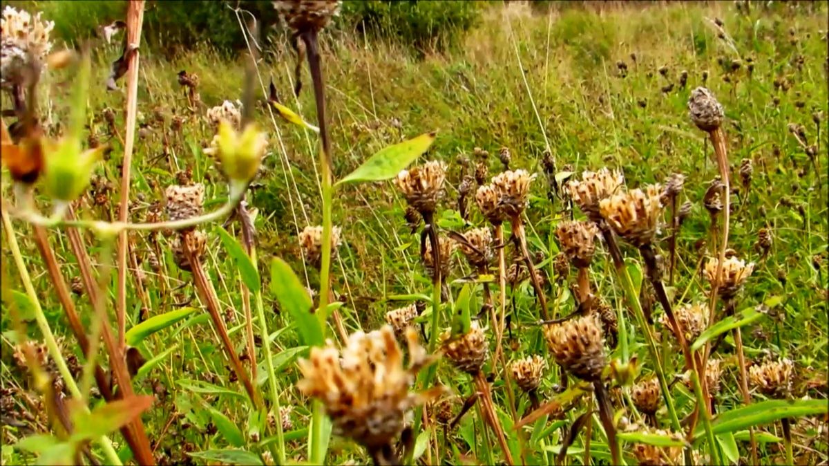 Тёплая прогулка смотреть онлайн