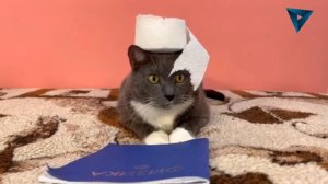 Анонс "Kotiynet" (ИТК "БлокБастер", 11.12.2025)