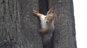 Белка нашла себе дупло