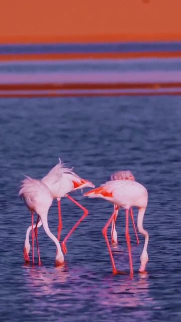 🦩Танцы розовых Фламинго смотреть онлайн