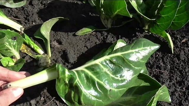 Мангольд ИЗУМРУДНЫЙ