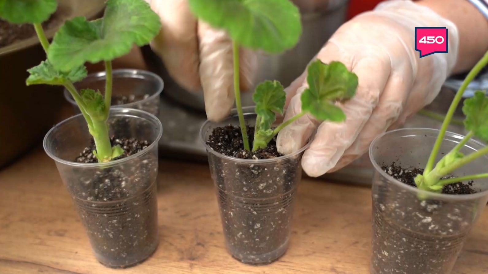 Черенкуем пеларгонию. Дачные сезоны