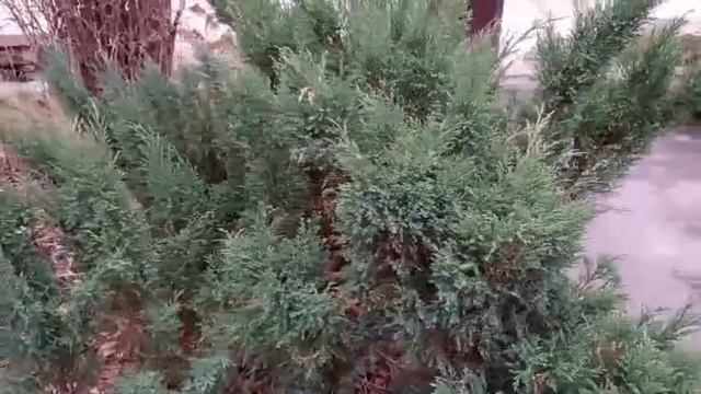 #декабрьская прогулочка смотреть онлайн