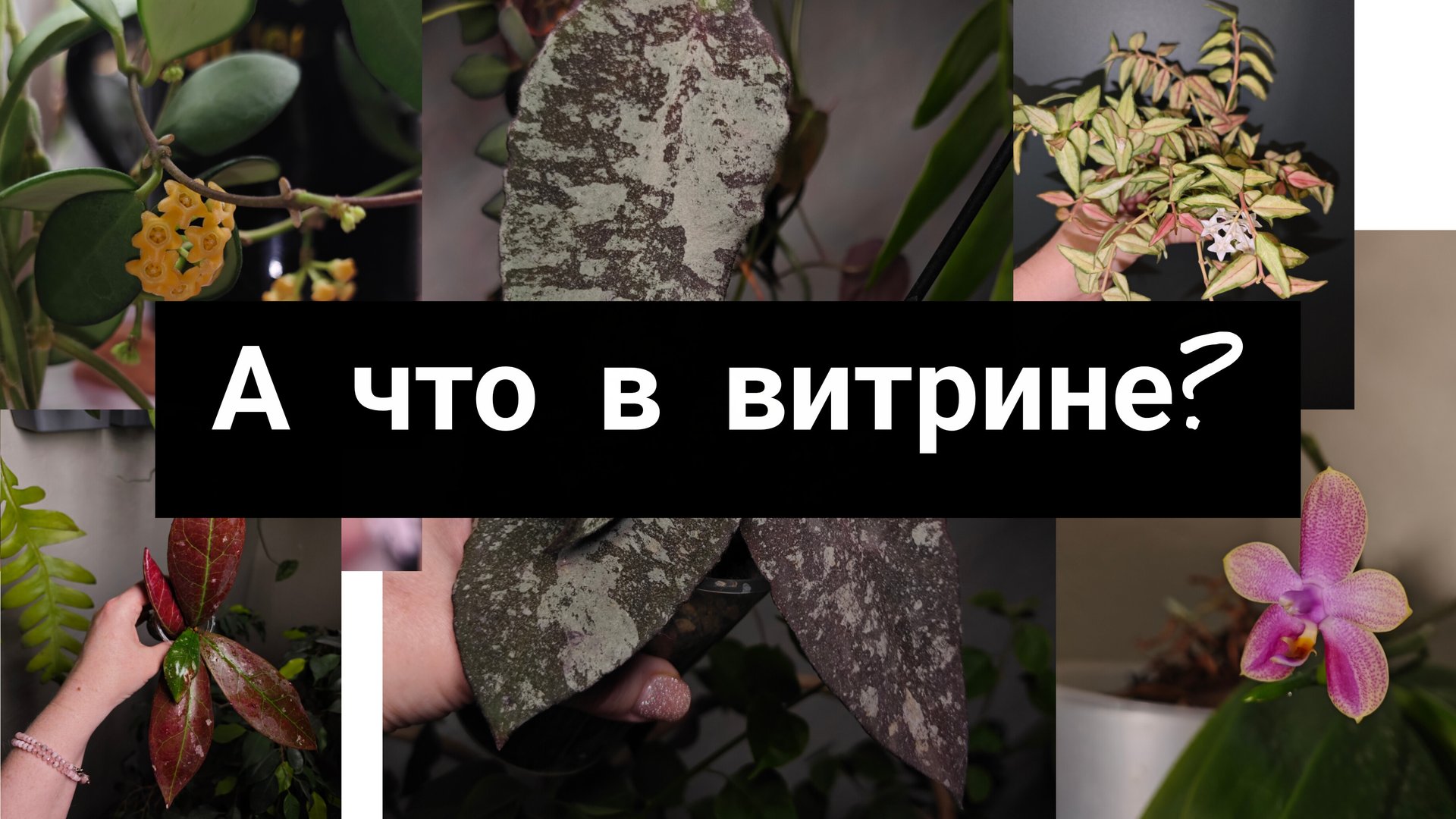 а что в витрине? смотреть онлайн