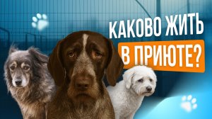 История спасения: как помочь бездомным собакам