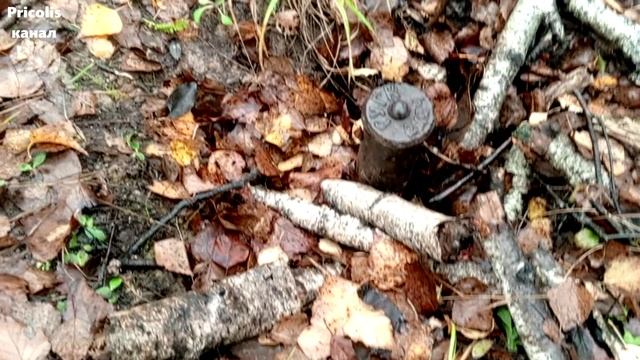 Что за предмет в лесу на Брыкове по дороге на лагерь Сосновый бор