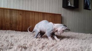 Keepers of the Fire Bacardi Blue Eurasia & Золото Фараонов