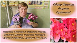 Обзор Фиалок Фирмы Optimara!