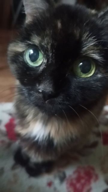 моя прекрасная кошечка Маня смотреть онлайн