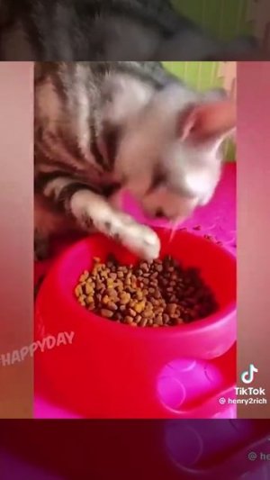 смешные коты