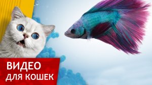 Видео для кошек - Бойцовская рыбка (Развлеки своего кота)