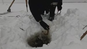 Проверка удочек. 13 день.