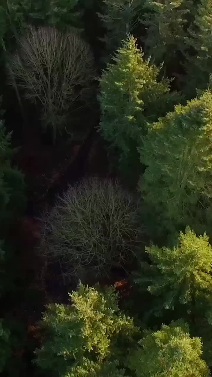 Видео без АП