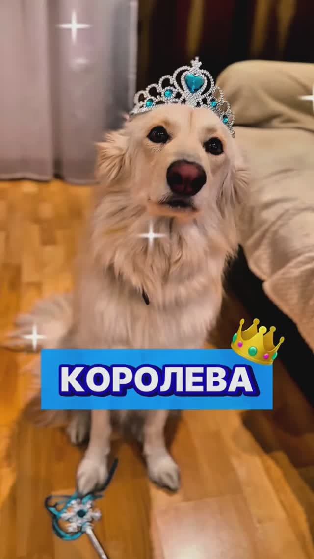 Именно так она и Щитает 😂🐾 #собака #собаки #смешныеживотные #забавныеживотные #котики #развлечения