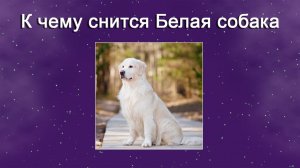 К чему снится Белая собака (Сонник)