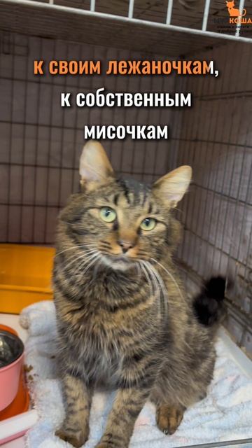 Ноблс ждёт вас в приюте #Муркоша смотреть онлайн