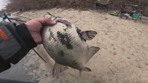 Лещи ЛОПАТЫ мы их нашли) РЫБАЛКА на РЕКЕ с НОЧЁВКОЙ река ДОН