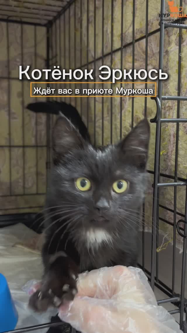 Эркюсь ждёт вас в приюте #Муркоша смотреть онлайн