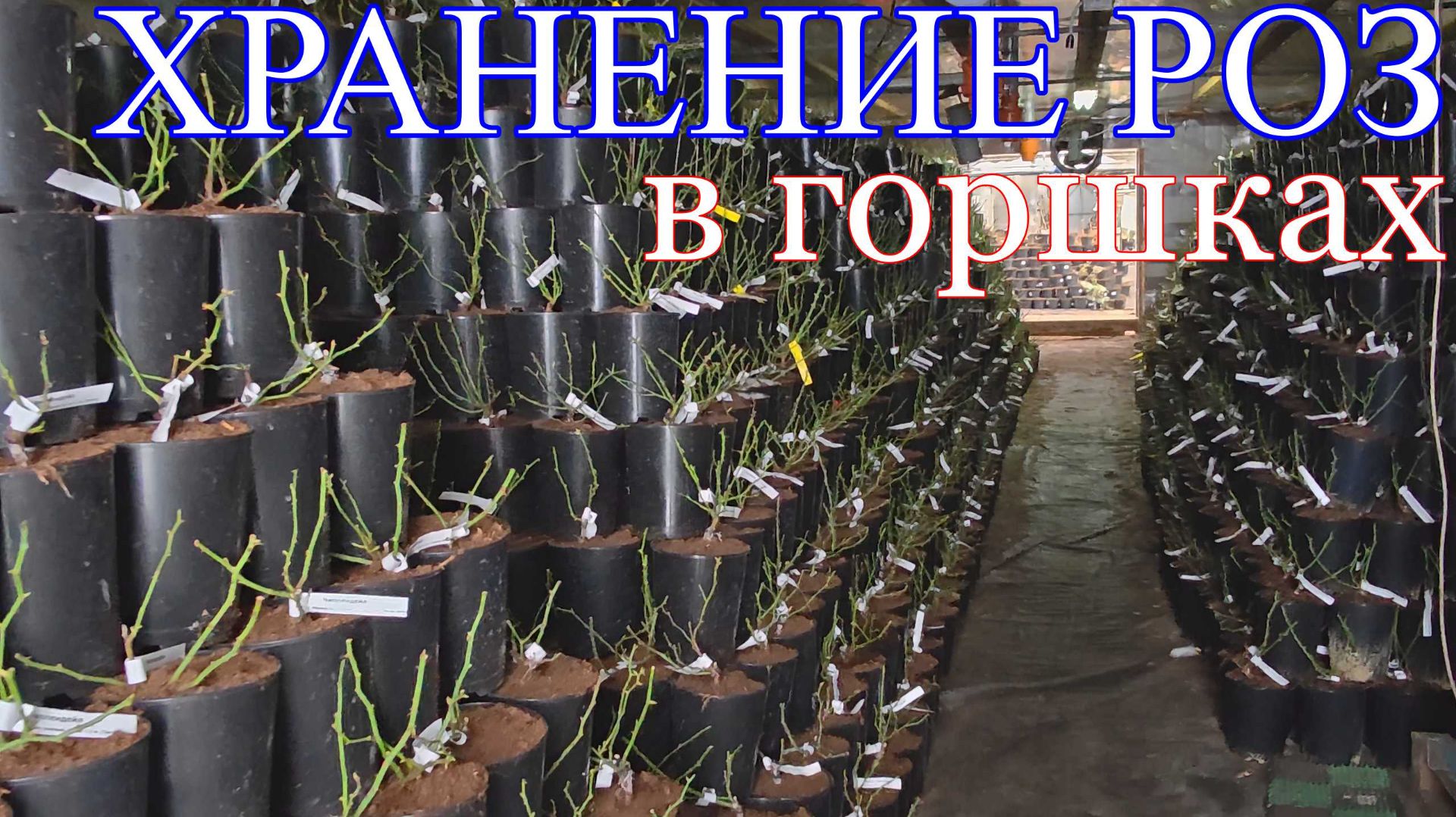 Как зимуют розы в горшках. смотреть онлайн