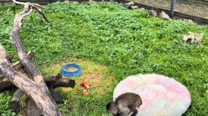 Люська ЕДЕТ В ГОСТИ К Степке и Мане, а Елисей и Лида ее НЕ ПУСКАЮТ!