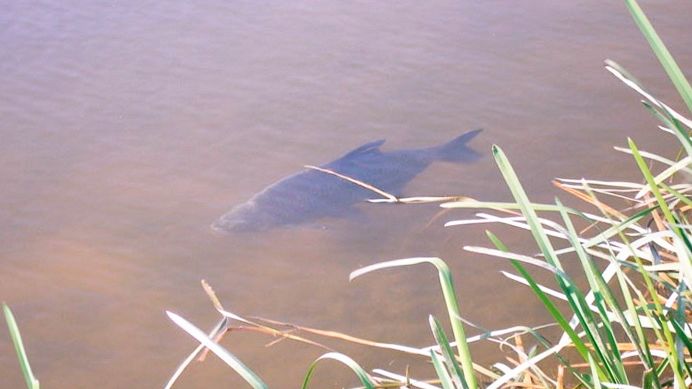 Под водой. Лещ на 43 сек. смотреть онлайн