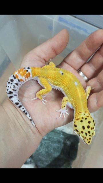 Некоторые мои питомцы! смотреть онлайн