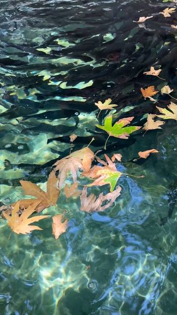 Осенний акварельный ковёр смотреть онлайн