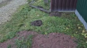 Нашествие кротов в декабре