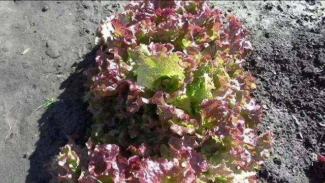 Салат ЭВРИДИКА