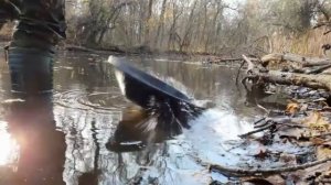 КАК МОЖНО ДОБЫТЬ ЗОЛОТО ИЗ СИНЕЙ ГЛИНЫ?!